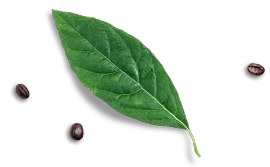 A green leaf with a black seed on it.